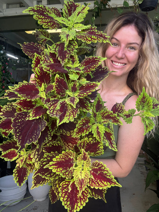 Coleus ‘Kong Mosaic’