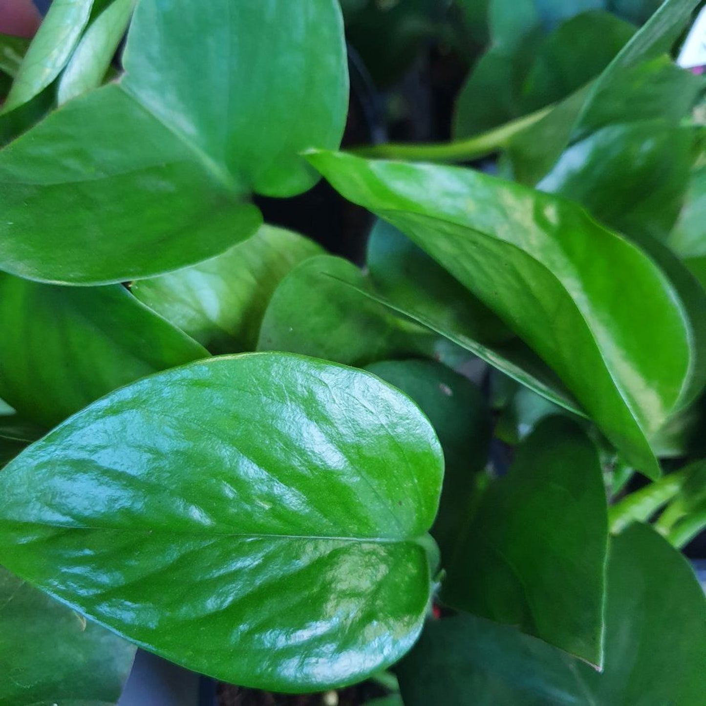 Pothos Green