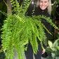 Boston Fern