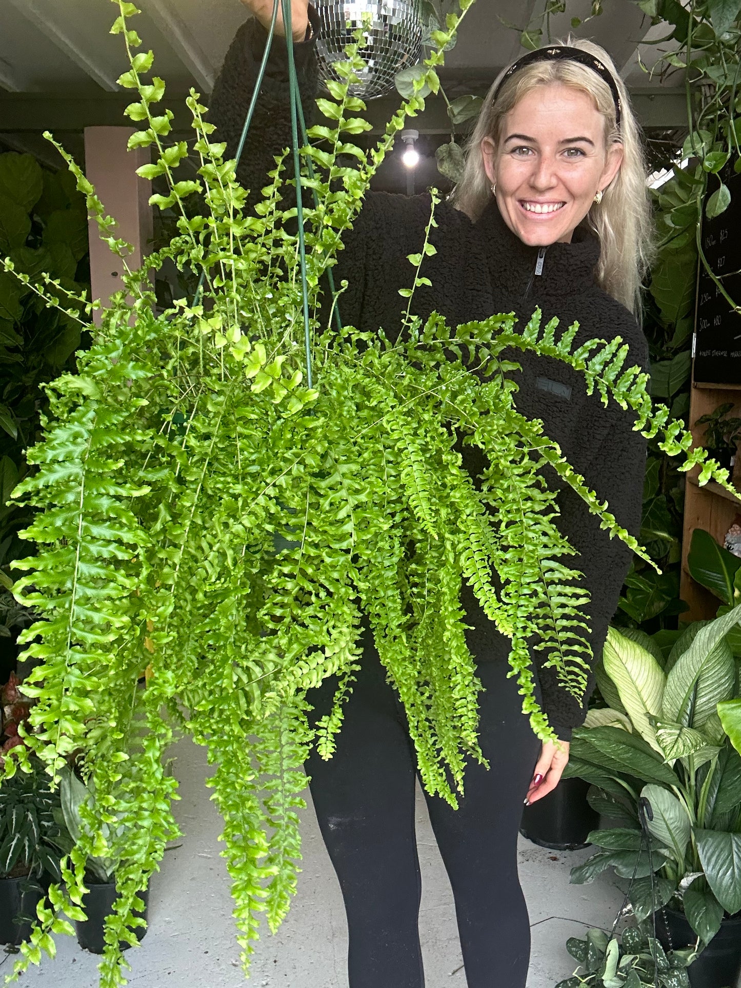 Boston Fern