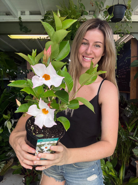 Mandevilla Diamantina ‘Jade White’