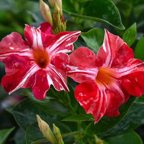 Mandevilla ‘Stars &amp; Stripes’