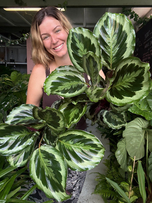 Calathea Jungle Rose