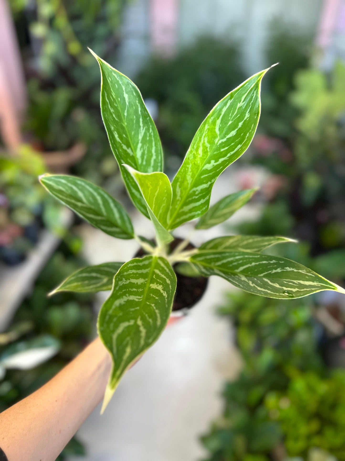 Aglaonema Snow White