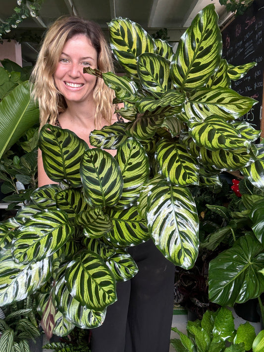 Calathea Makoyana