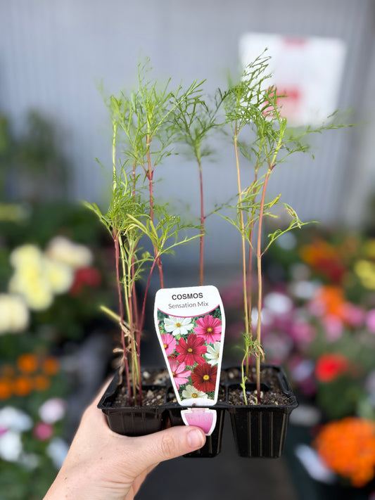 Cosmos Sonata Dwarf