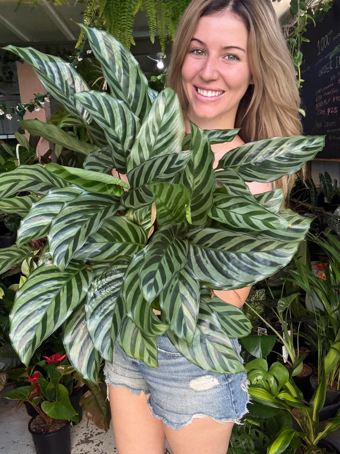 Calathea ‘Freddie’