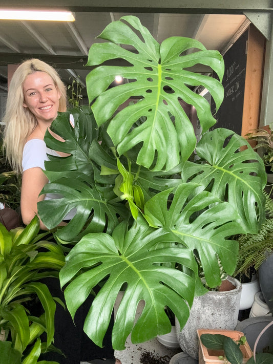 Monstera Deliciosa 'Large'