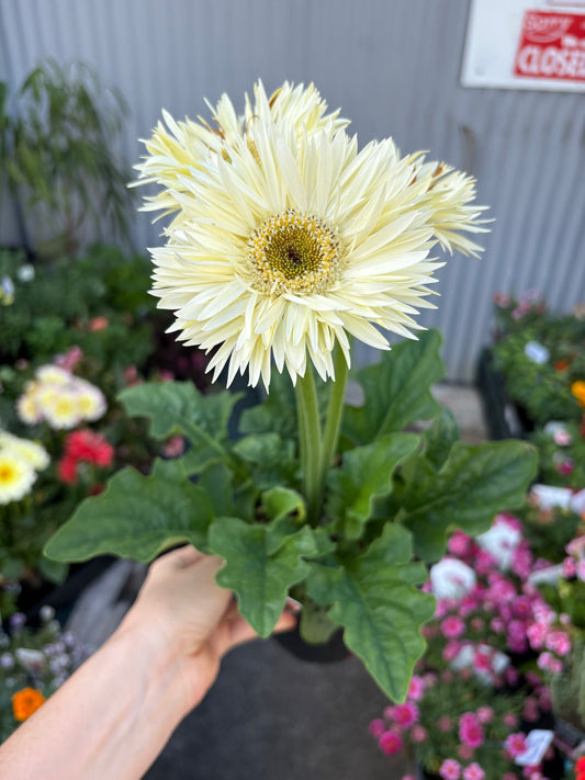 Gerbera ‘Maxi Spider’ MIX