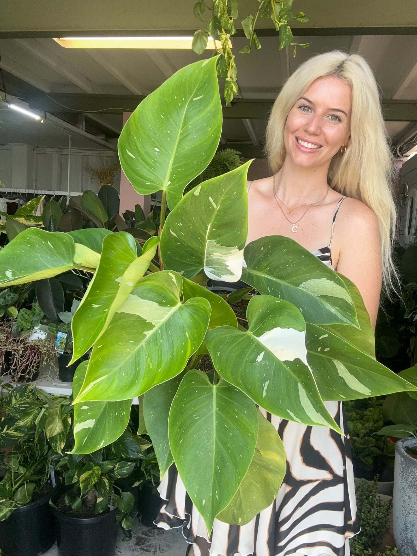 Philodendron White Princess