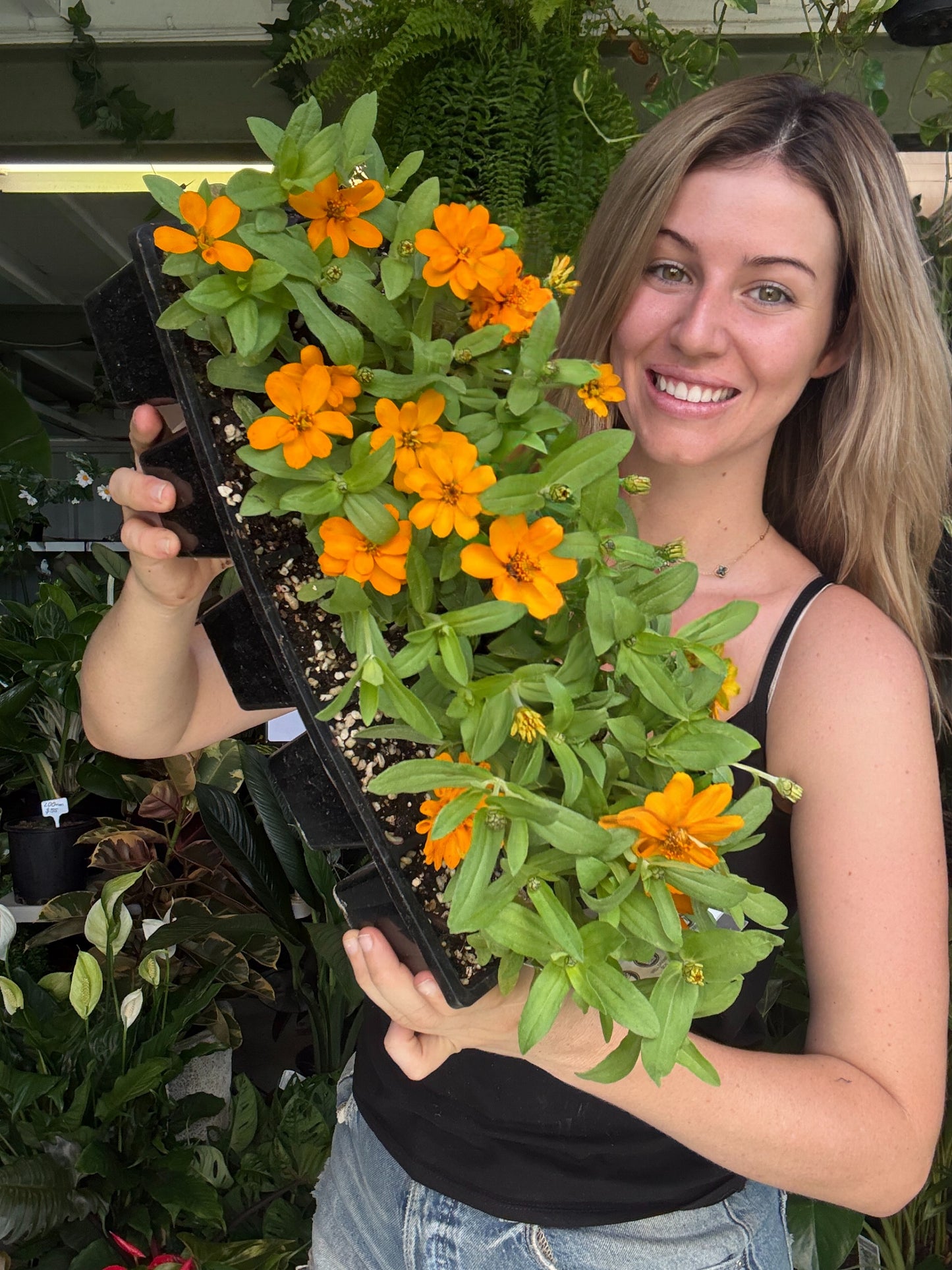 Zinnia Profusion – 10 Pack