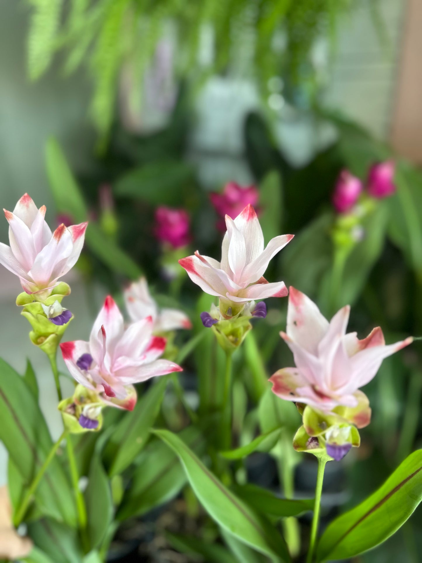 Curcuma Siam Sunrise