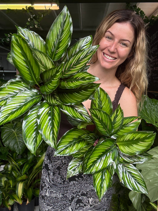 Calathea ‘Beauty Star’