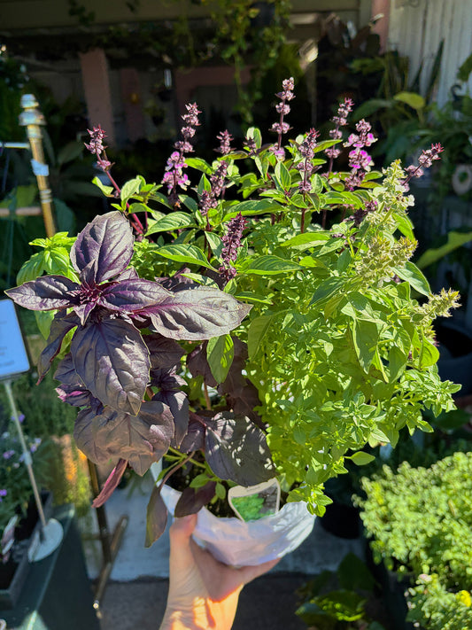 Mixed Basil Pots - Cut & Cook