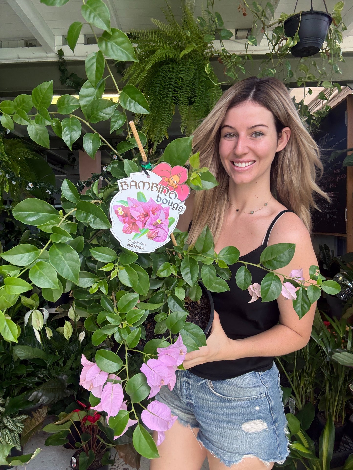 Bougainvilea Bambino (Dwarf)