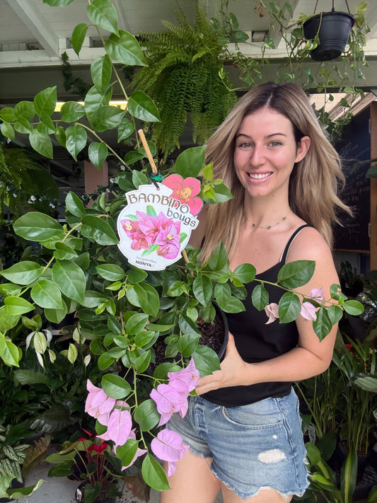 Bougainvilea Bambino (Dwarf)