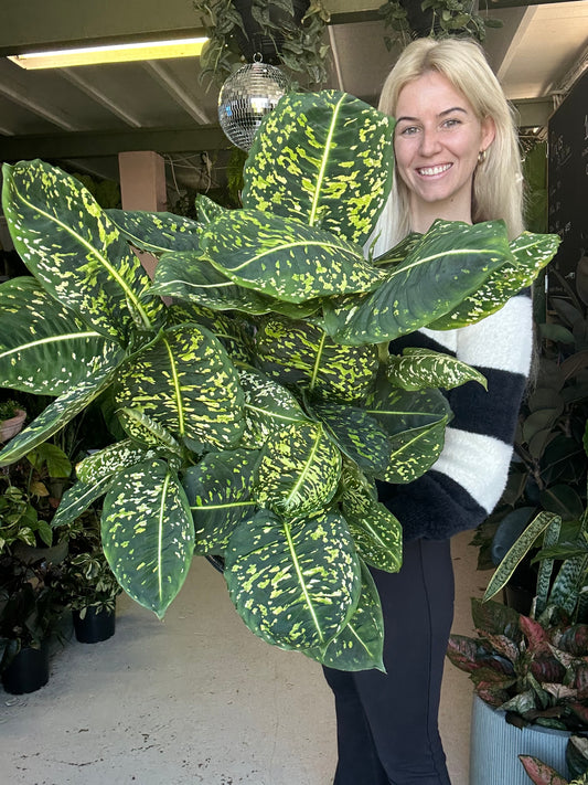 Dieffenbachia Reflector