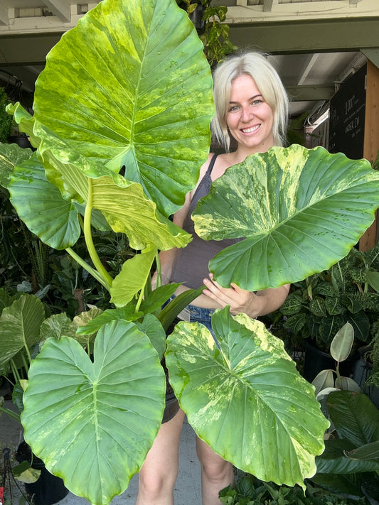 Alocasia Gagaena Variegata