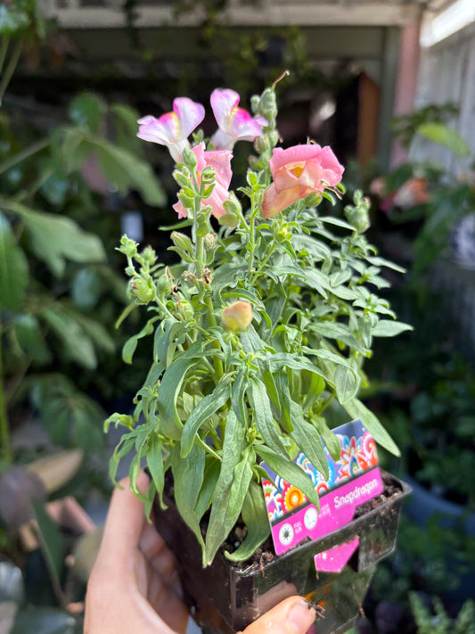 Snapdragons Mixed spp
