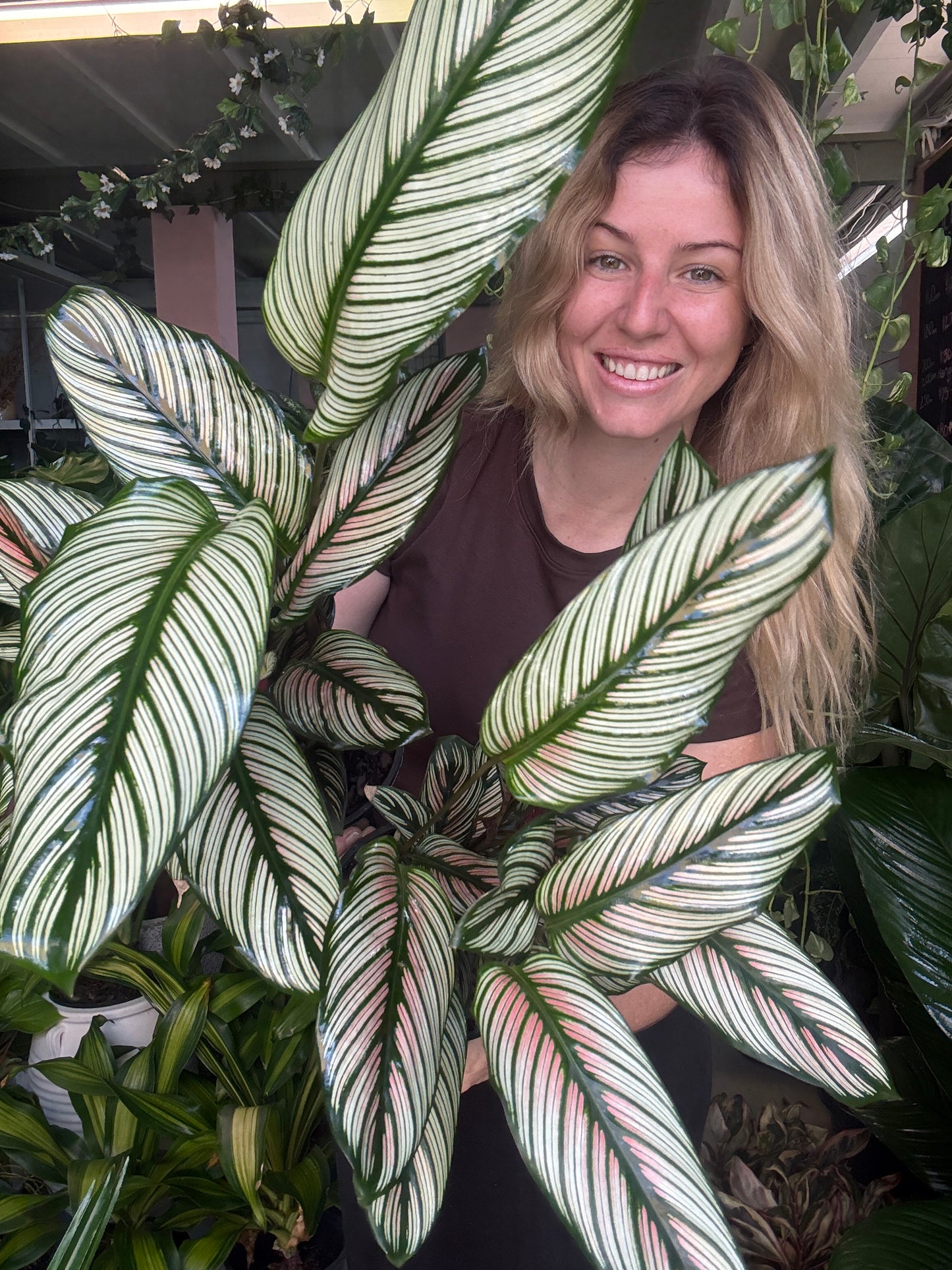 Calathea White Star