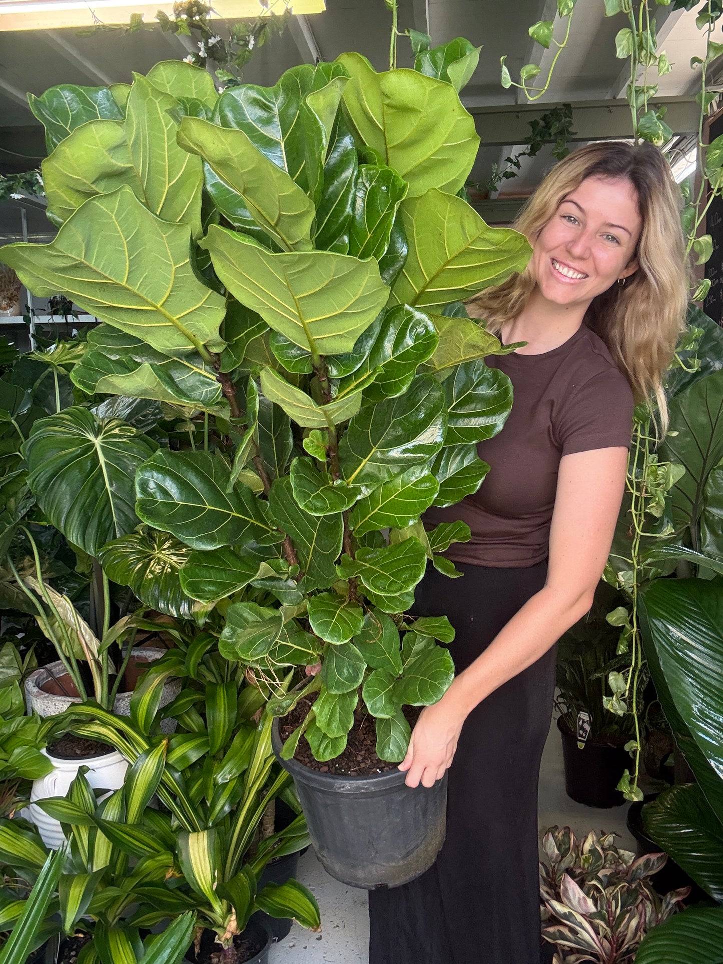 Fiddle Leaf Fig (Large)