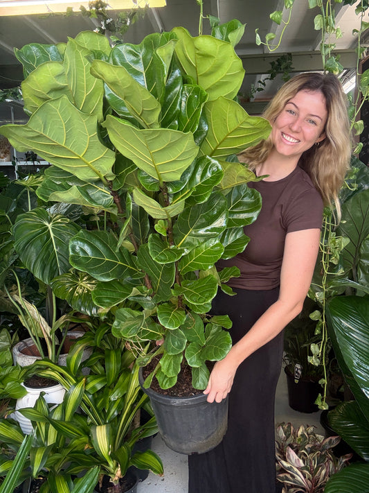 Fiddle Leaf Fig (Large)