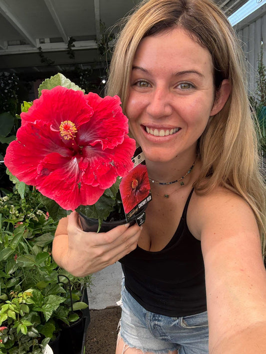 Hibiscus Fantasy Cherry Red