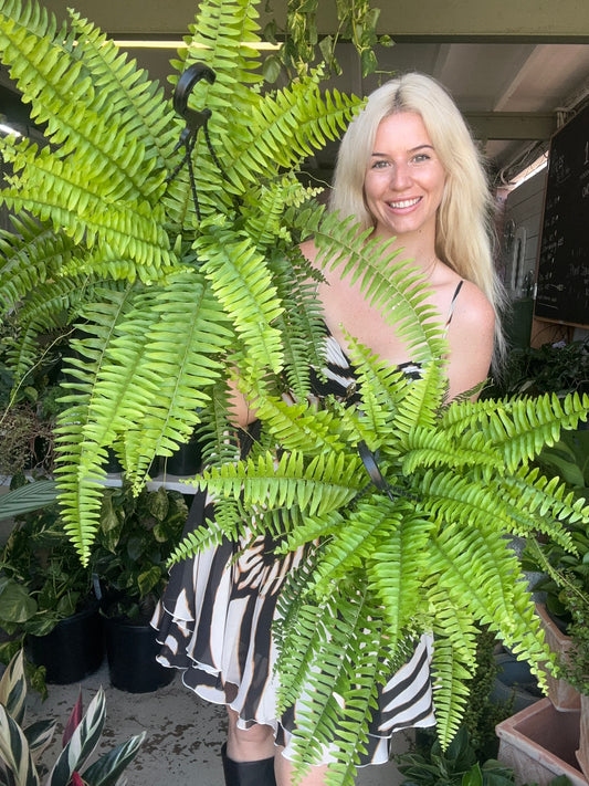 Montana Fern Hanging Basket