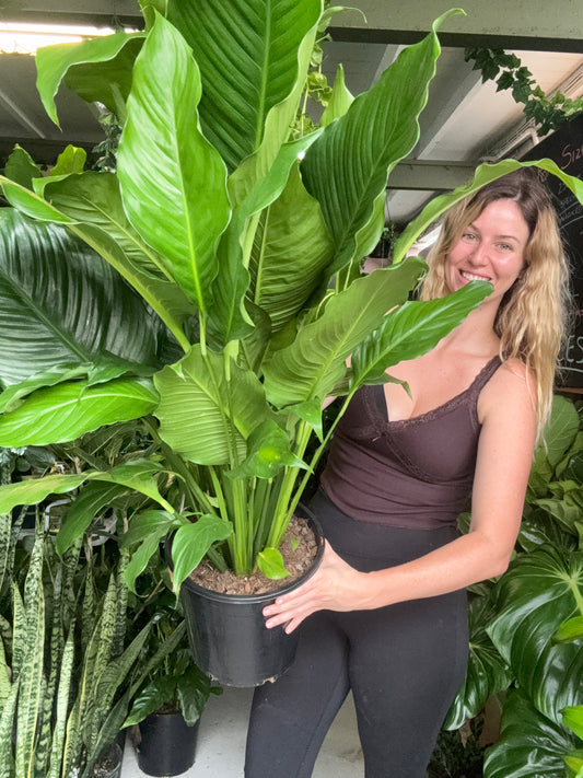 Spathiphyllum Sweet Sebastiano