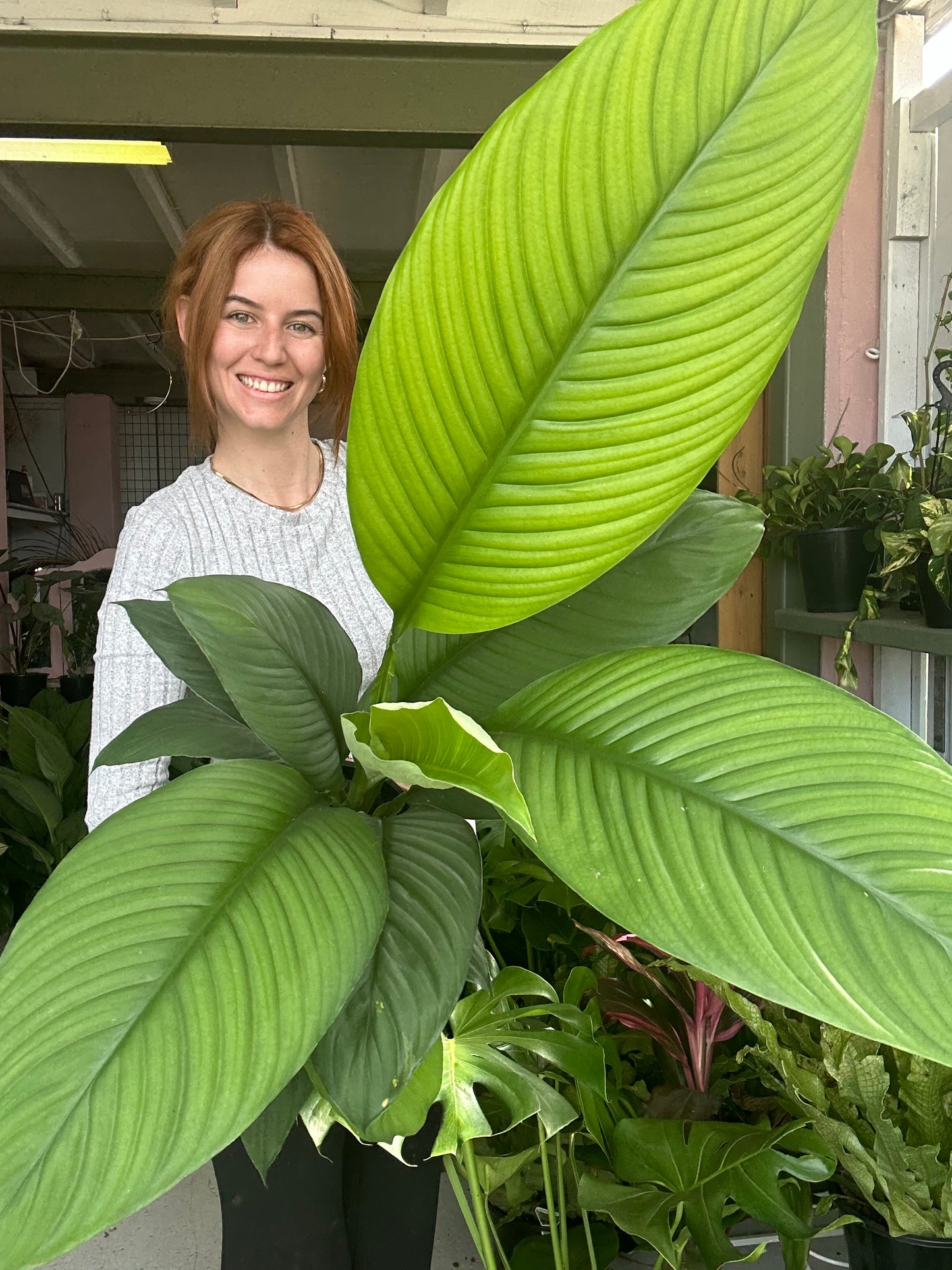 Spathiphyllum Sensation