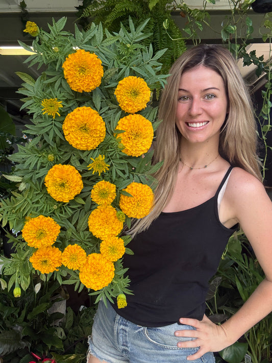 Marigold – 10 Pack