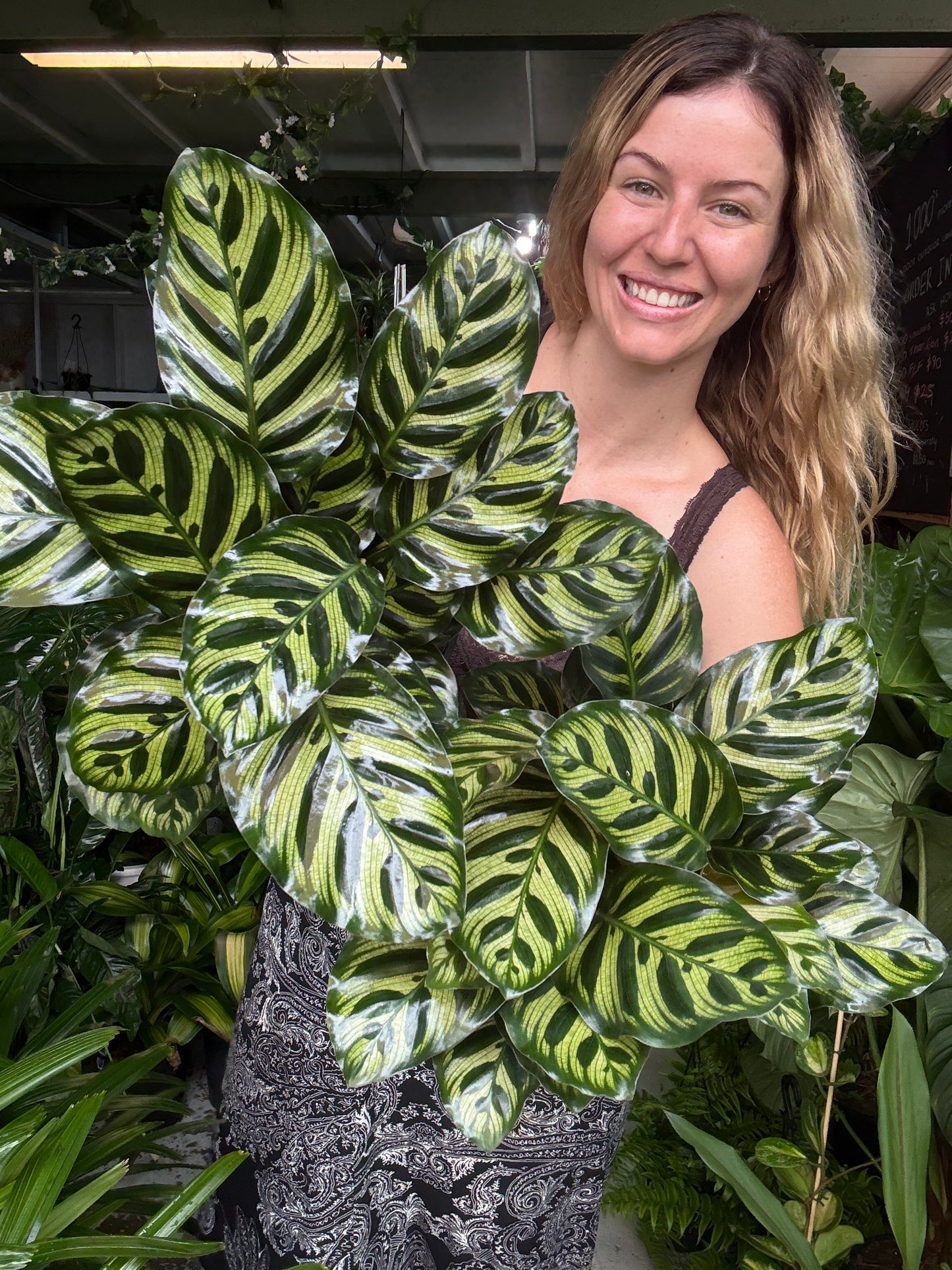 Calathea Makoyana