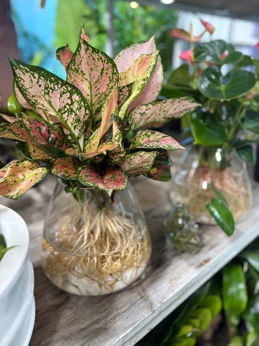 Valentine Mix Homalomena Water Vase Plant