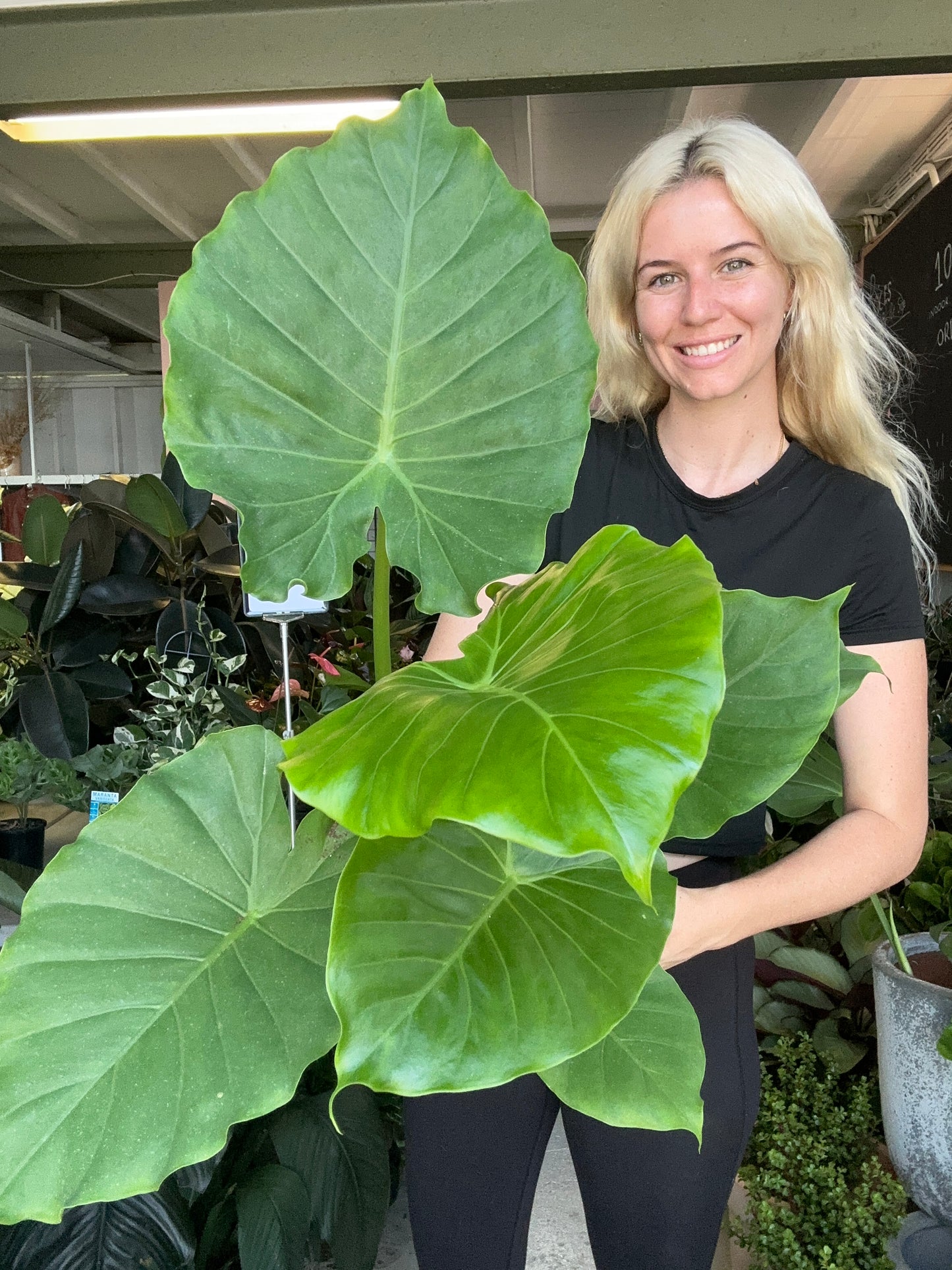 Alocasia Odora California