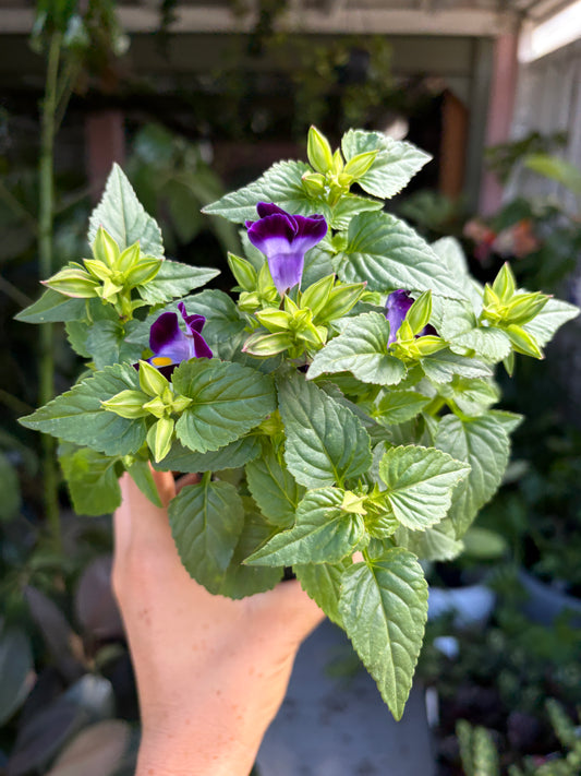 Torenia