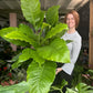 Spathiphyllum Stephanie