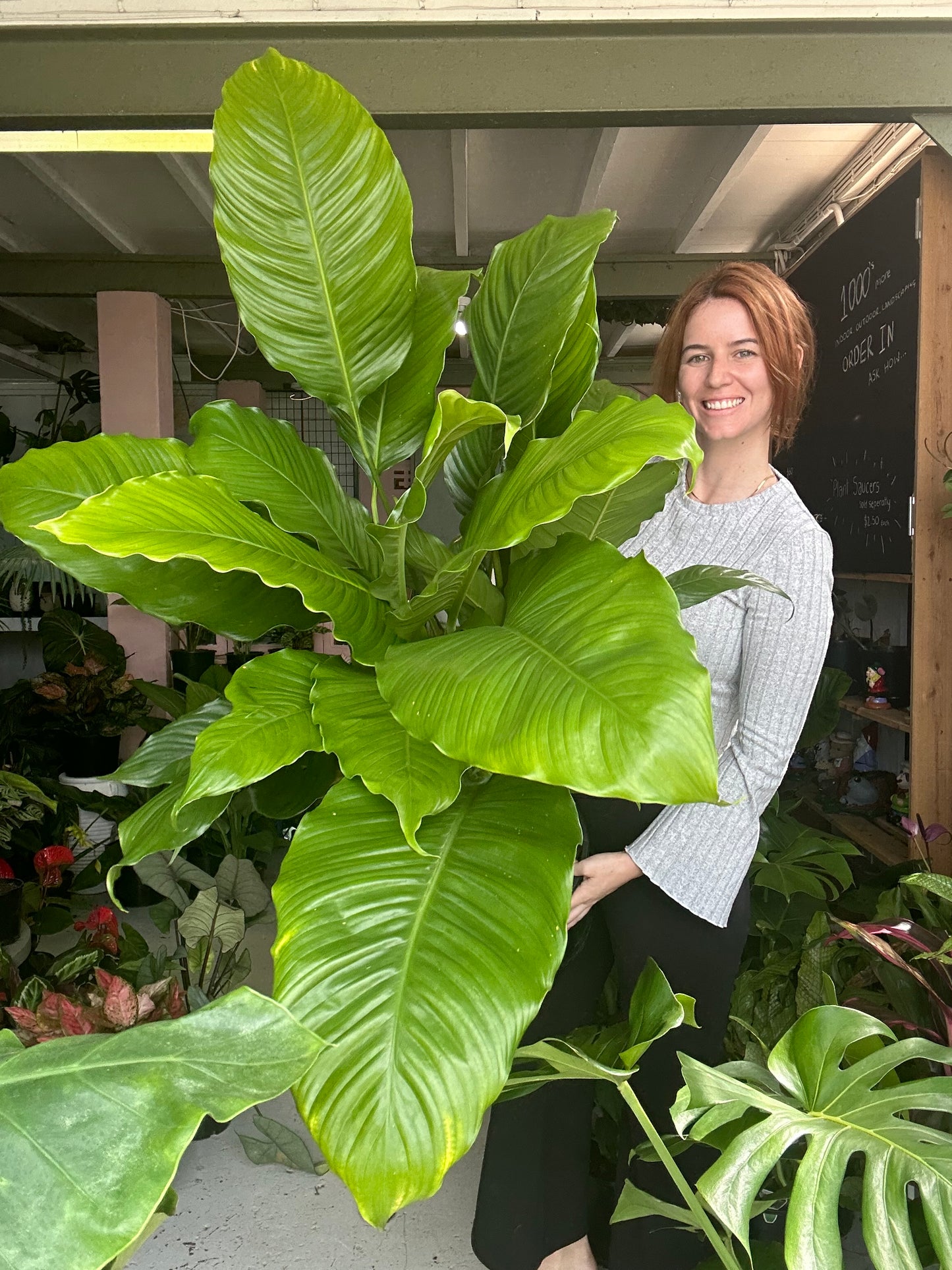 Spathiphyllum Stephanie