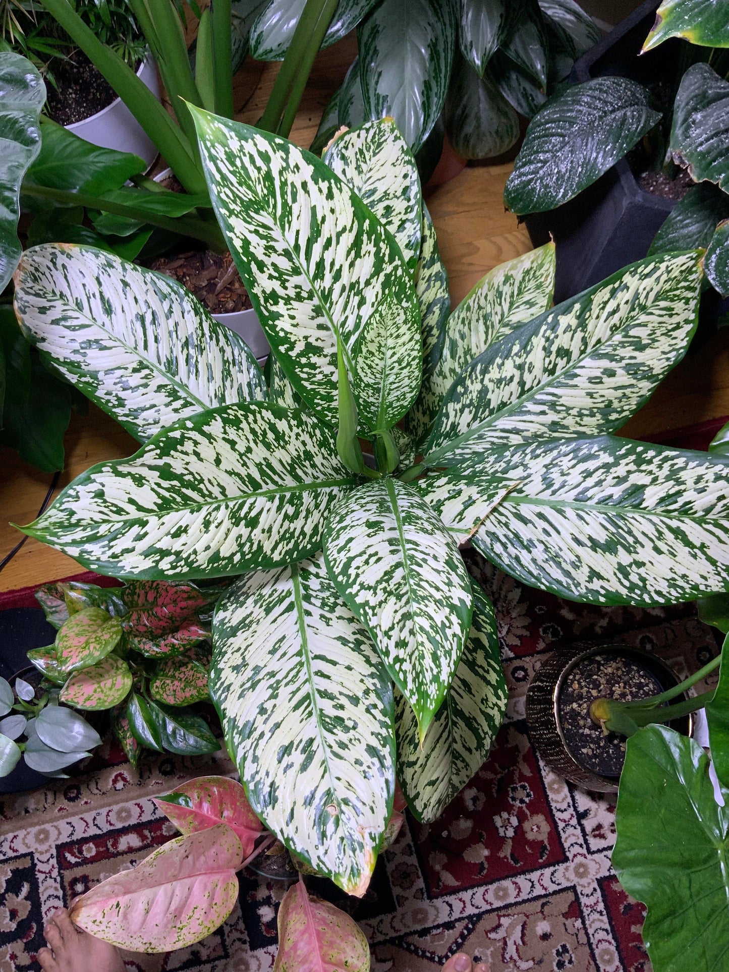Dieffenbachia White Blizzard