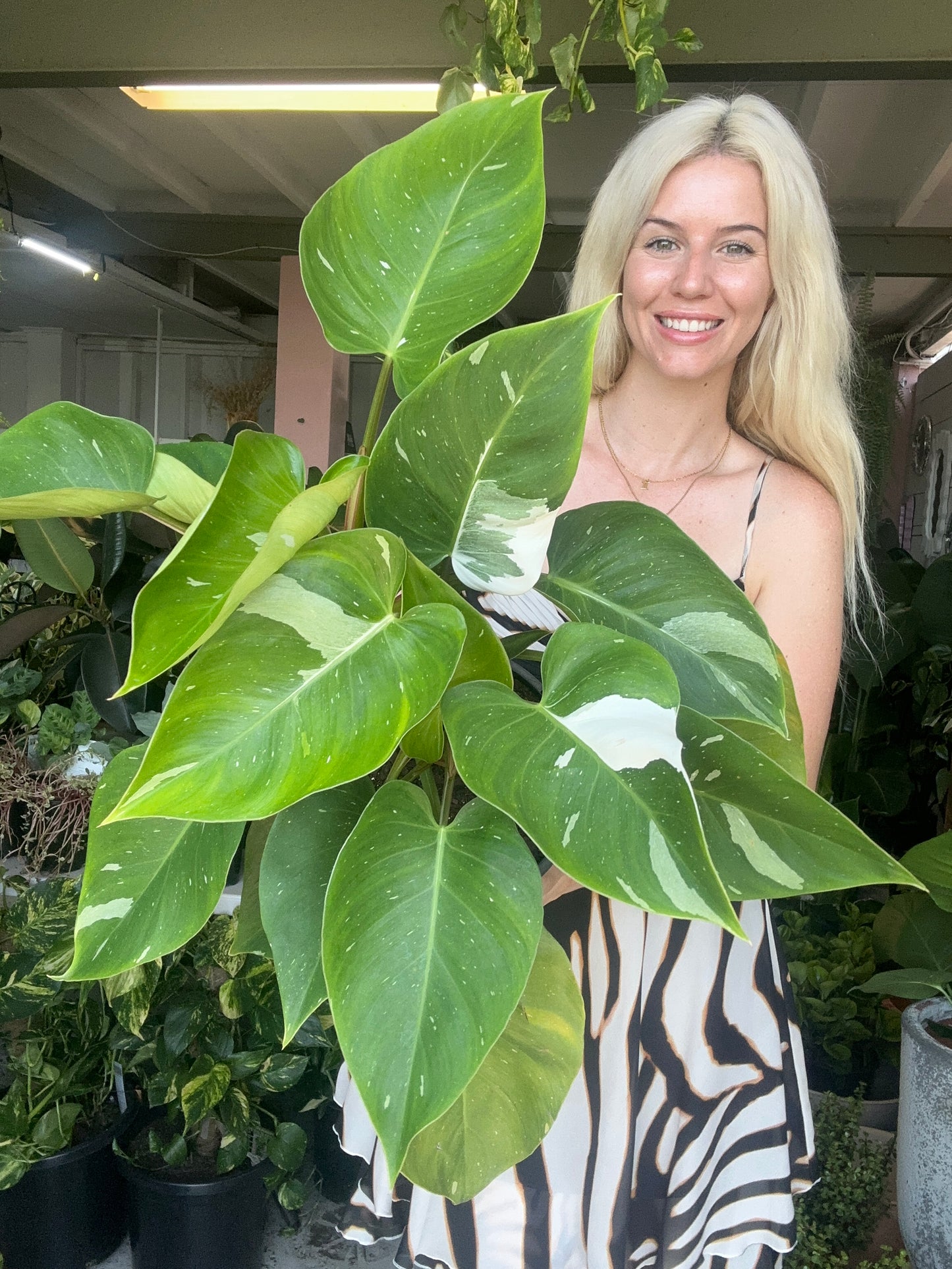 Philodendron White Princess