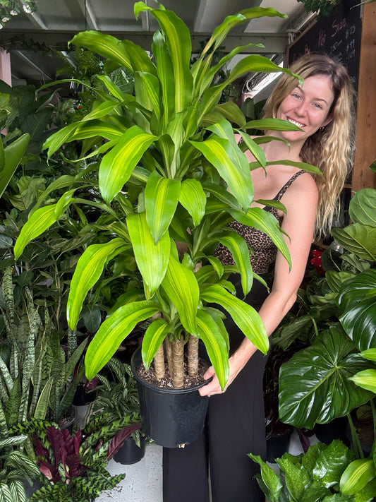 Multi Tiered Dracaena fragrans (Happy Plant)