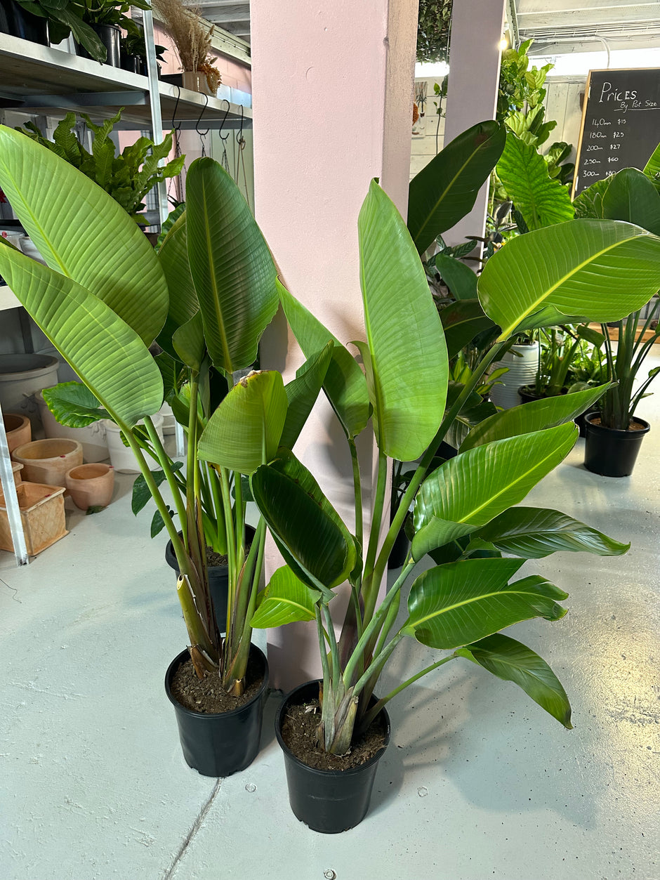 The Jungle Plant Co | Buy indoor plants in Cairns