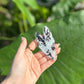 Variegated Alocasia Frydrek (Black & White) Phone PopIt