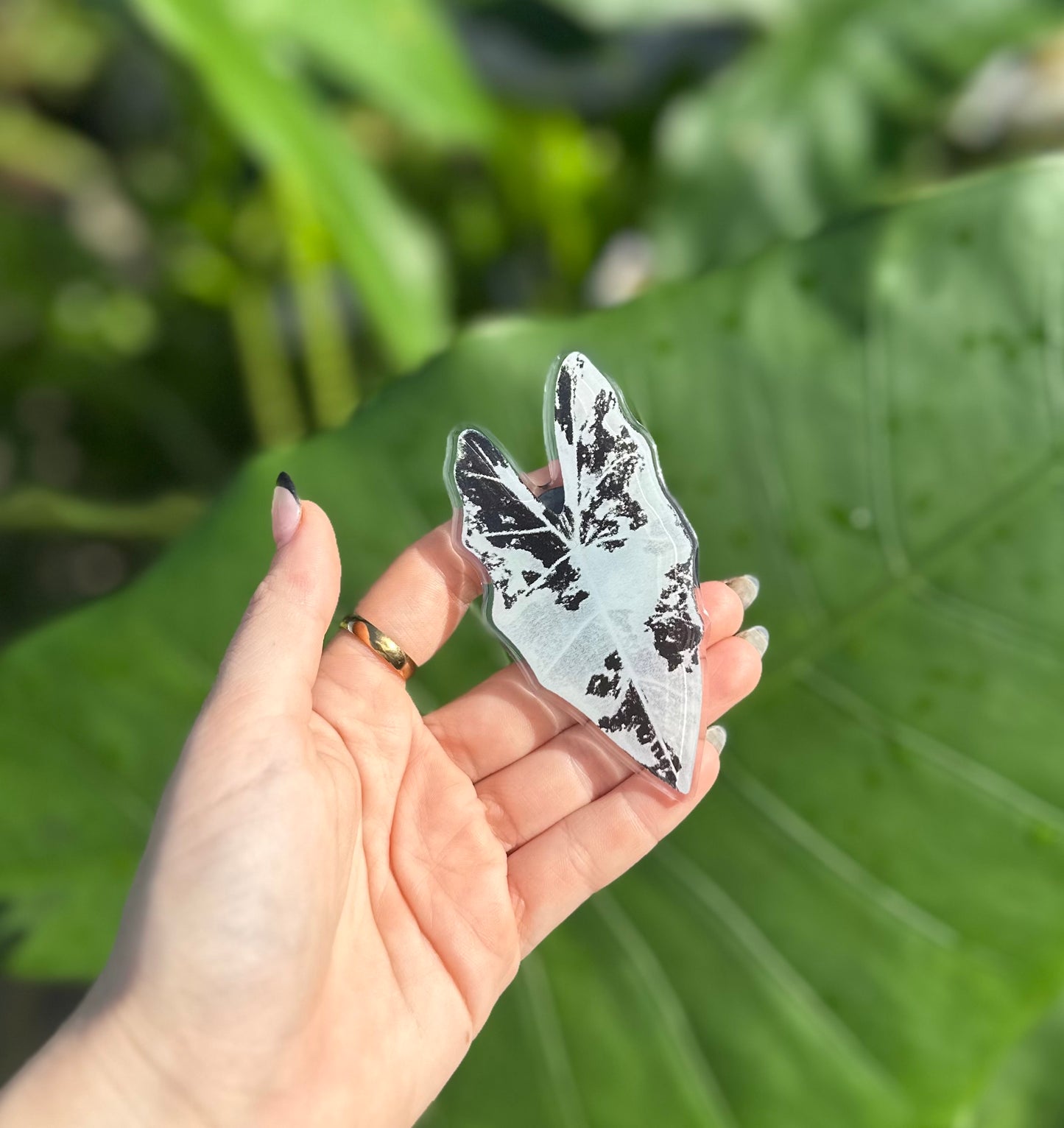 Variegated Alocasia Frydrek (Black & White) Phone PopIt