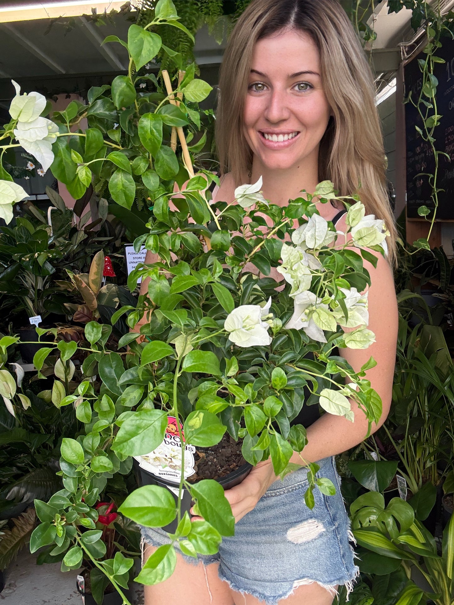 Bougainvilea Bambino (Dwarf)