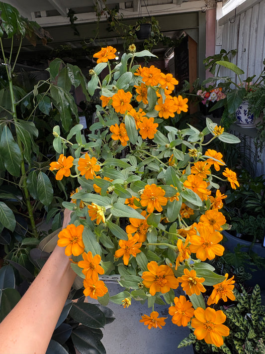 Zinnia Profusion 10 Pack
