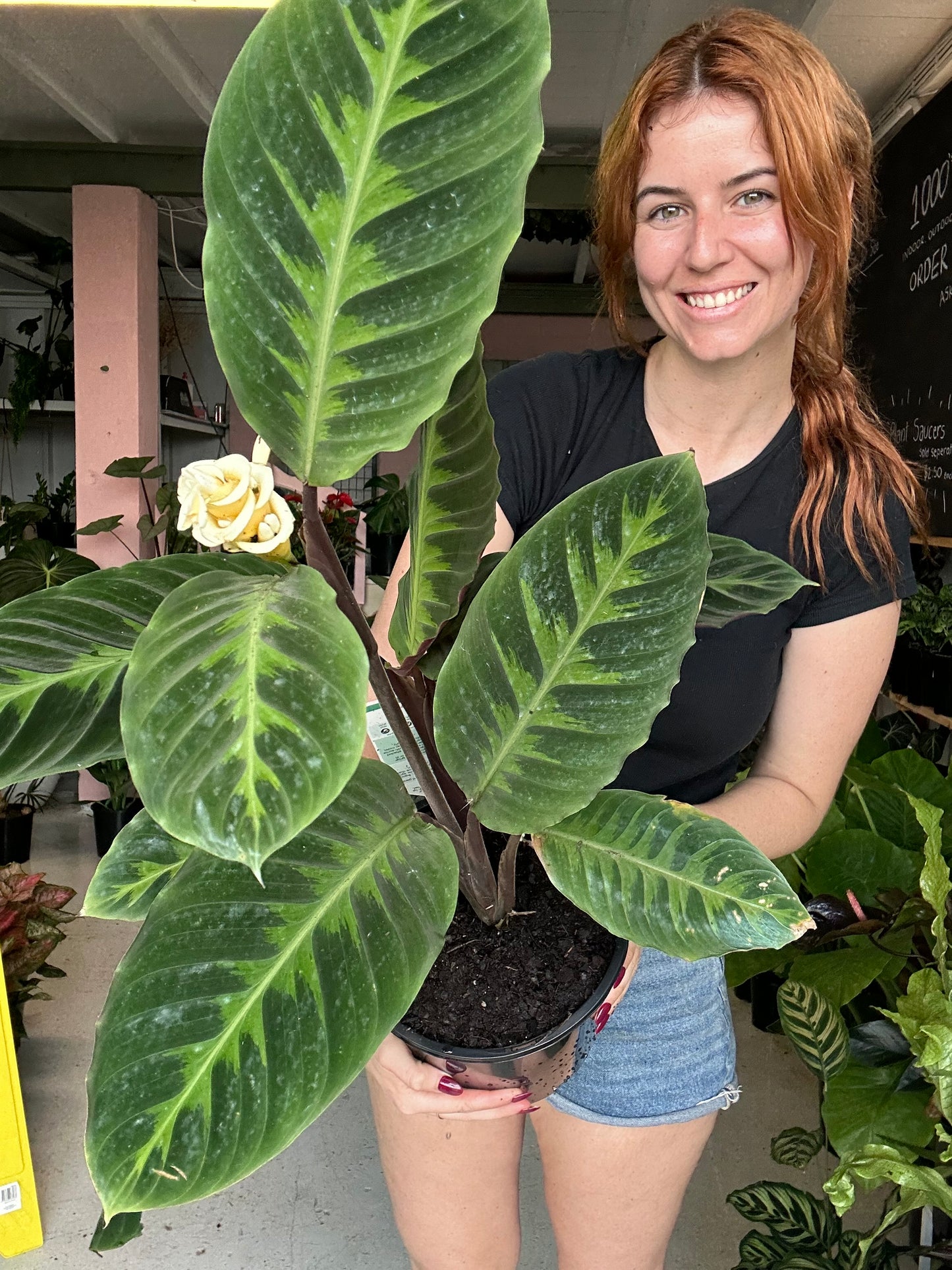 Calathea Warscewiczii