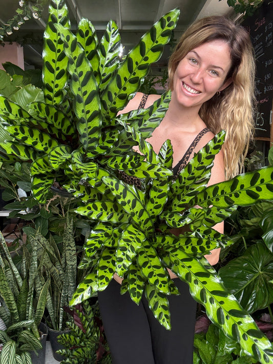 Calathea ‘Rattlesnake’