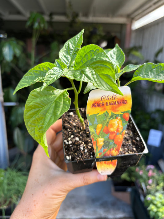 Peach Habenero Chilli