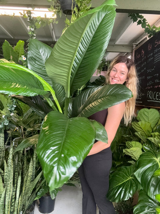 Spathiphyllum Sensation (Tall)