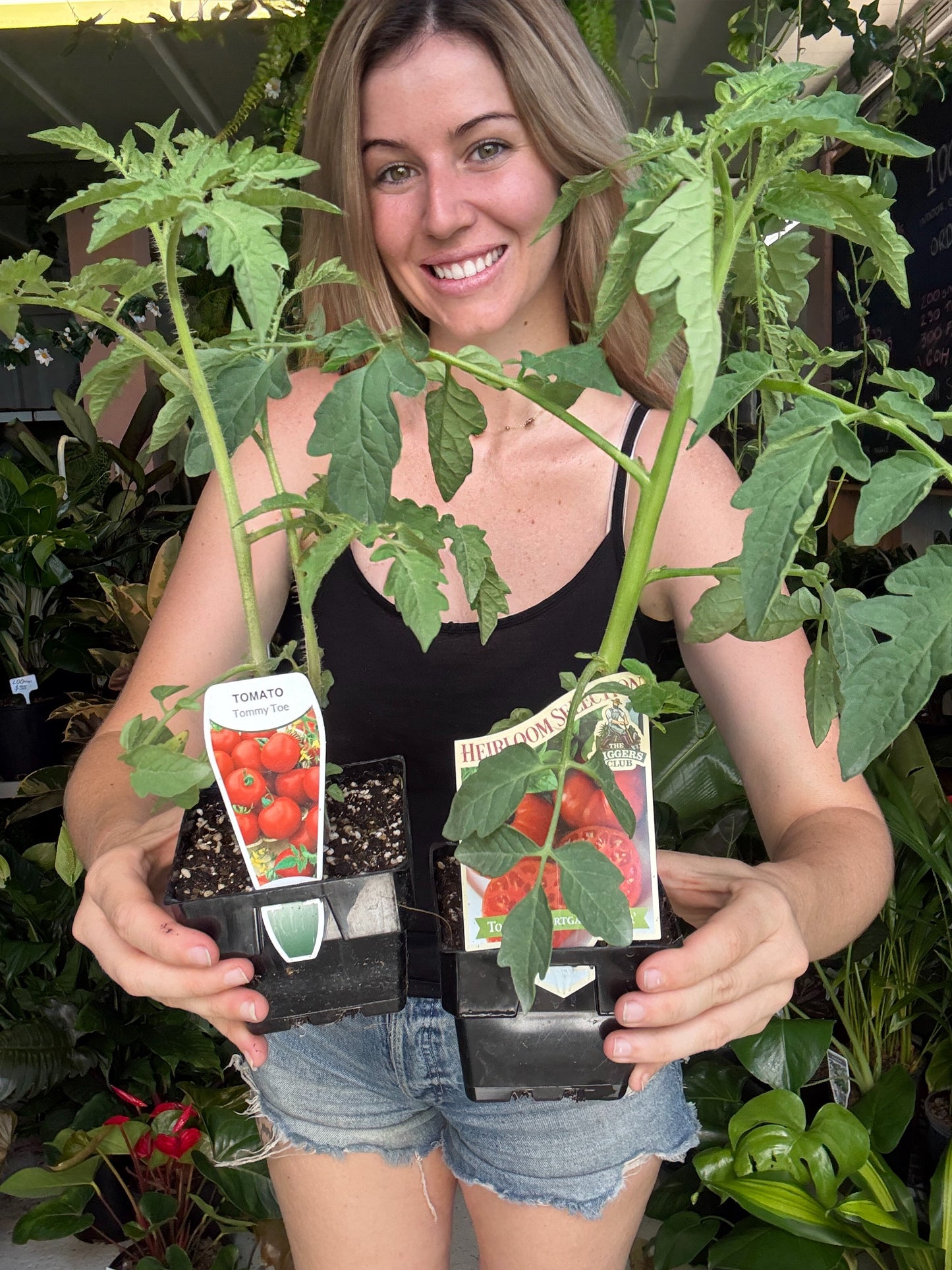 Mortgage Lifter Tomato